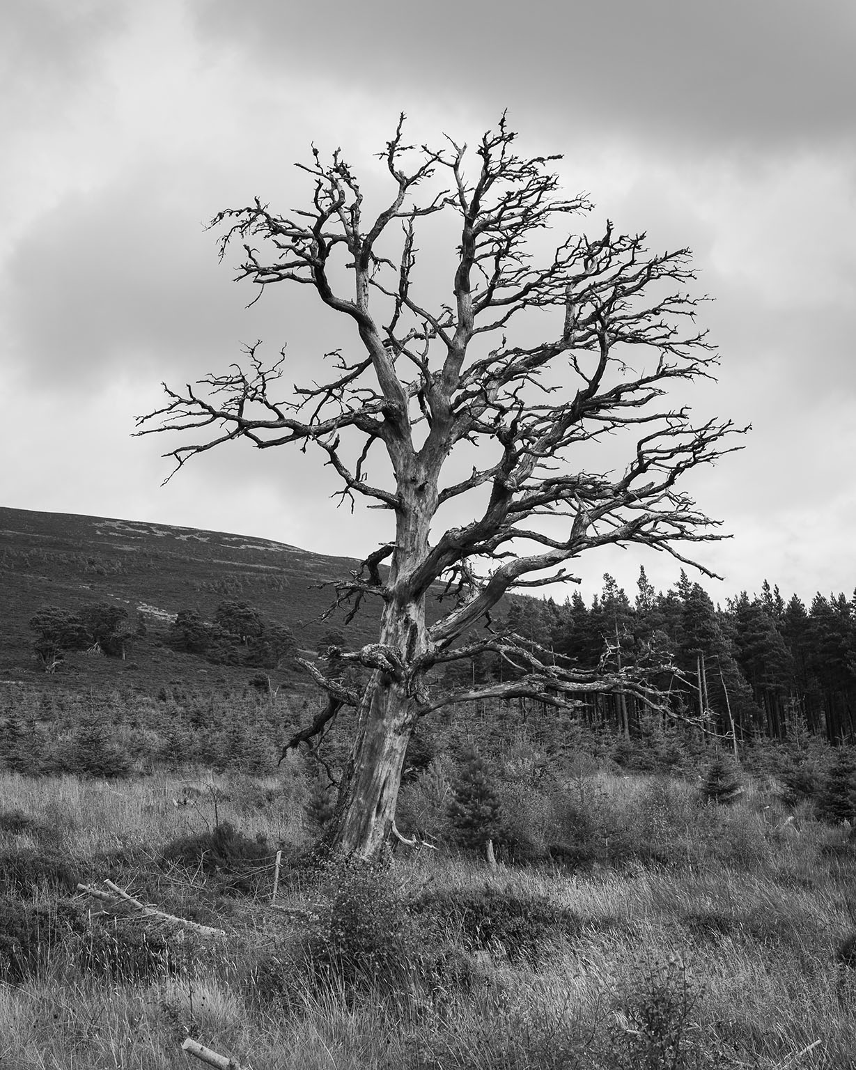 Photo of a screenshot of this website